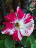 Vihaïpi ® rose photo