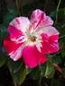 Vihaïpi ® rose photo