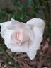 White New Dawn rose photo