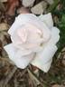 White New Dawn rose photo