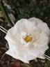 White New Dawn rose photo