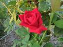Poinsettia rose photo