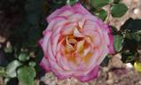 Happy Anniversary rose photo