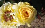 Eurostar ™ rose photo