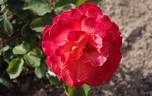 Bettina ® rose photo