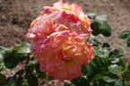 Louis de Funès ® rose photo