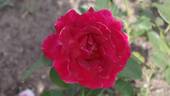 Gaudí rose photo