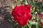 Gipsy rose photo