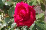 Dallas rose photo