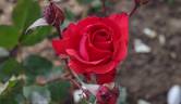 Baccará ® rose photo