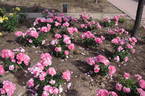 Jardins de France ® rose photo