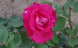 Miami Playa rose photo