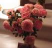 Flirt rose photo