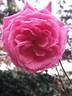 Institut Lumière ® rose photo