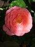 Institut Lumière ® rose photo
