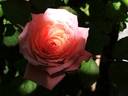 Institut Lumière ® rose photo