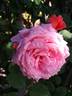 Institut Lumière ® rose photo