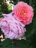 Institut Lumière ® rose photo