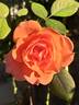 Institut Lumière ® rose photo