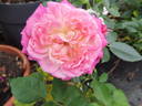 Country Girl rose photo