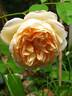 Jayne Austin rose photo