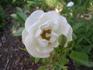 White Mothersday rose photo