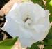 September Mourn ™ rose photo