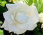 September Mourn ™ rose photo