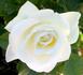September Mourn ™ rose photo