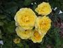 The Poet rose photo