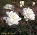 Jack Frost rose photo