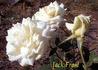 Jack Frost rose photo