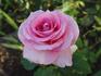Attaché rose photo
