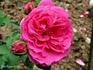Proserpine rose photo