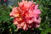 Ambassador (hybrid tea, Hjermind rose photo
