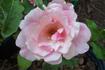 Lal rose photo