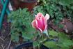 Lal rose photo