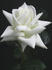 Canadian White Star ® rose photo