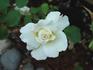 Delicate Beauty rose photo