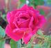 Gala rose photo