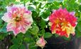 Bright Lights rose photo