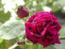 Dr. Bretonneau rose photo
