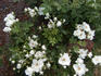 Gneisenau rose photo