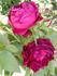 John Bright rose photo