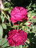 John Bright rose photo