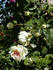 Joseph Liger rose photo