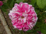 La Maculée rose photo