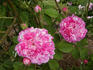 La Maculée rose photo