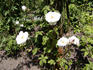 Miss Jekyll rose photo