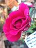 MEIkeneza rose photo